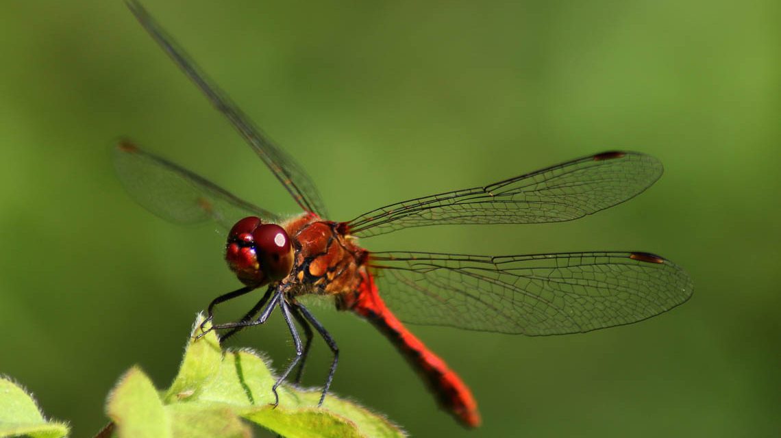 Artenschutz: Libelle auf Erkundungstour.
