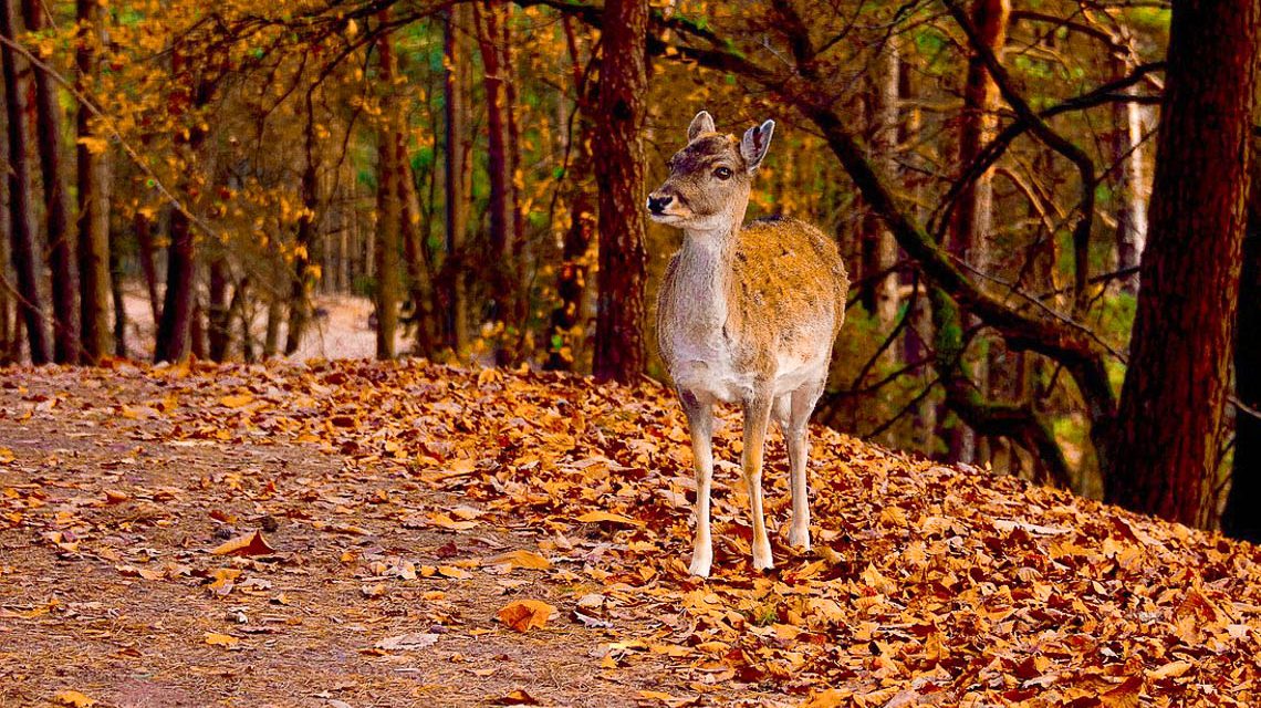 Reh im Wildpark Fasanerie