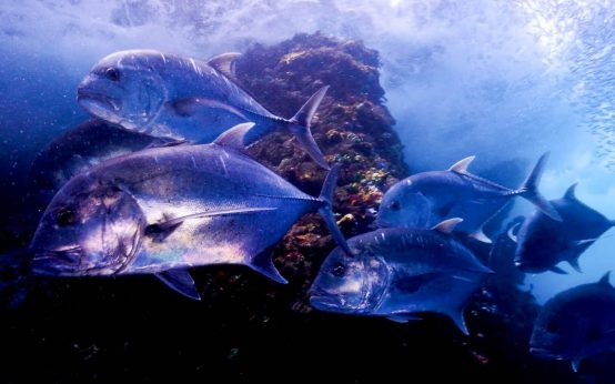 Kinopremiere in Wiesbaden: Dokumentarfilm „DreamScapes“