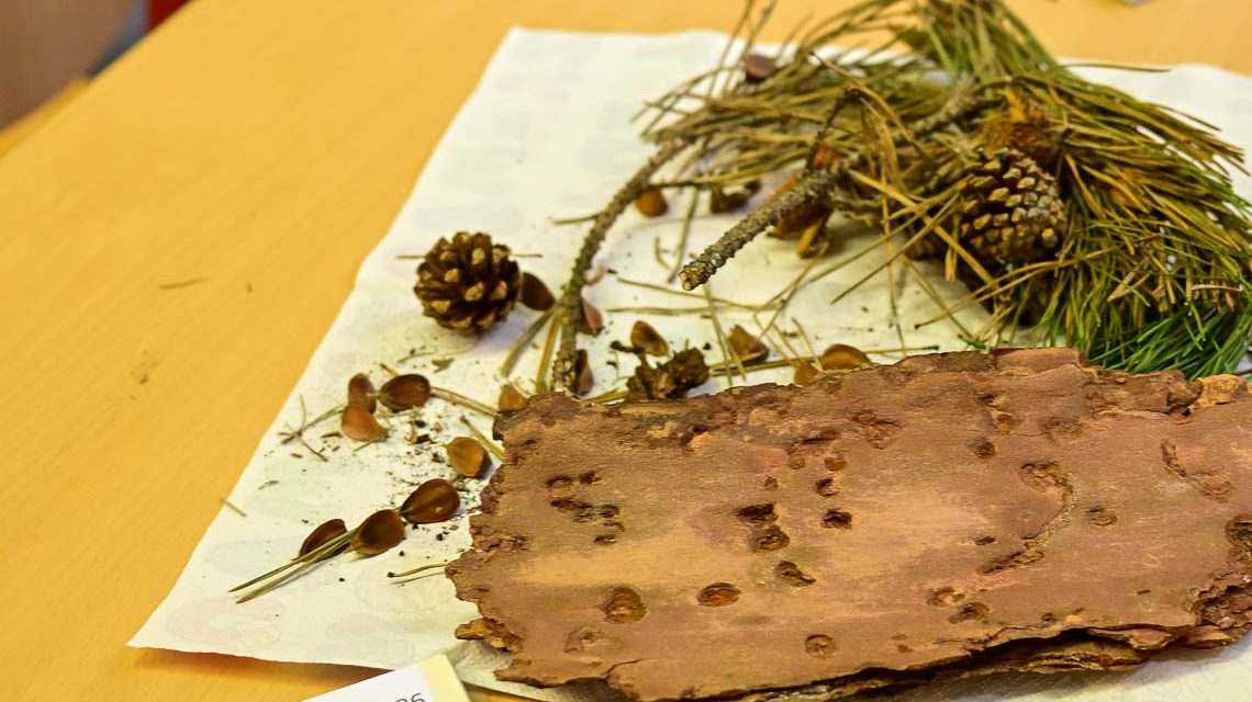 Kreativwerkstatt, aus Naturmaterialien Bilder gestalten.