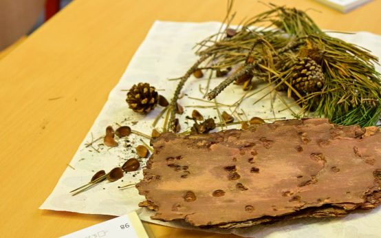 Kreativwerkstatt, aus Naturmaterialien Bilder gestalten.