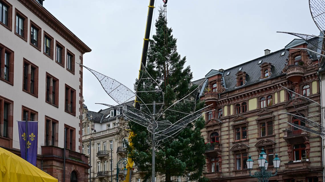 Wiesbadener Weihnachtsbaum für de n Sternschnuppenmarkt wird gestellt.