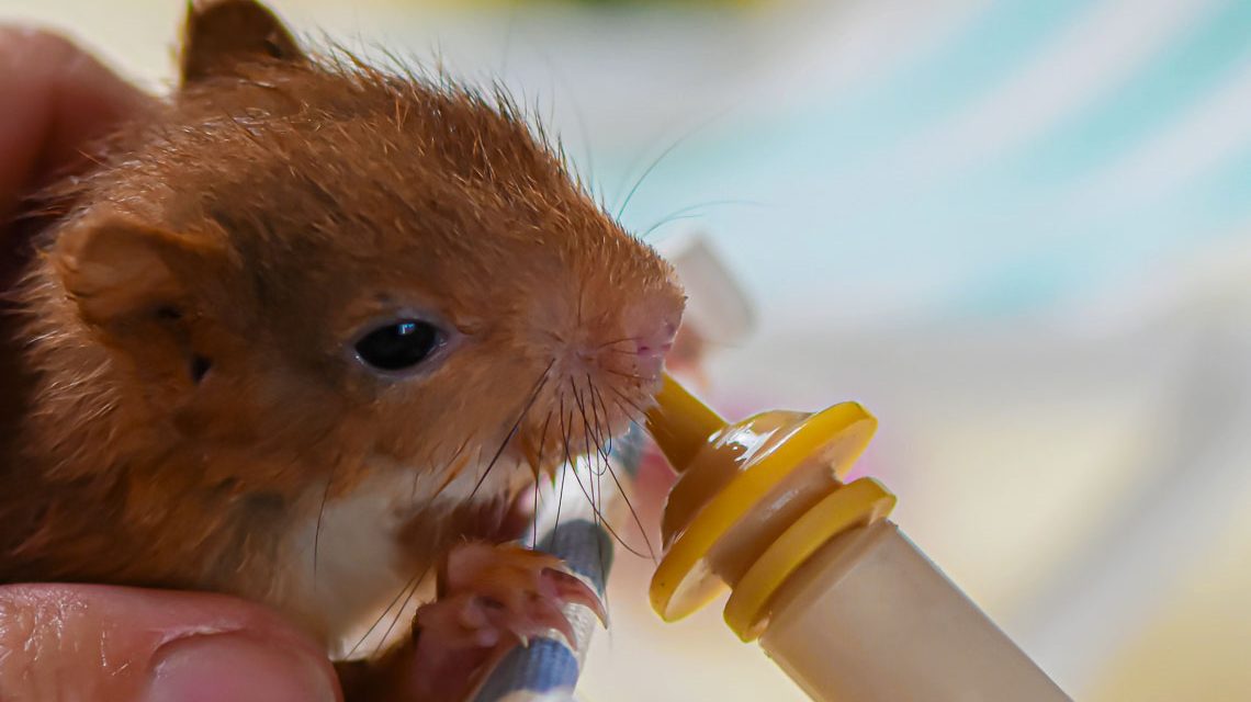 Eichhörnchen wird aufgepeppelt in der Wildtierstation Hünstetten.