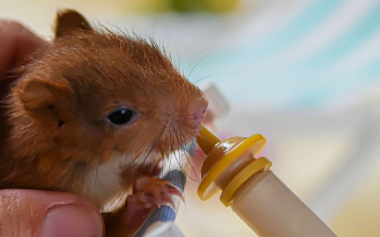 Eichhörnchen wird aufgepeppelt in der Wildtierstation Hünstetten.