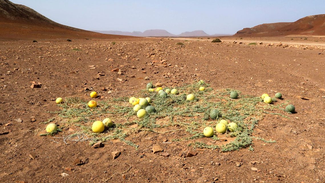 Früchte einer Melonenart, die in der Namib Wüste wächst. Foto: Dr. Julia Bechteler