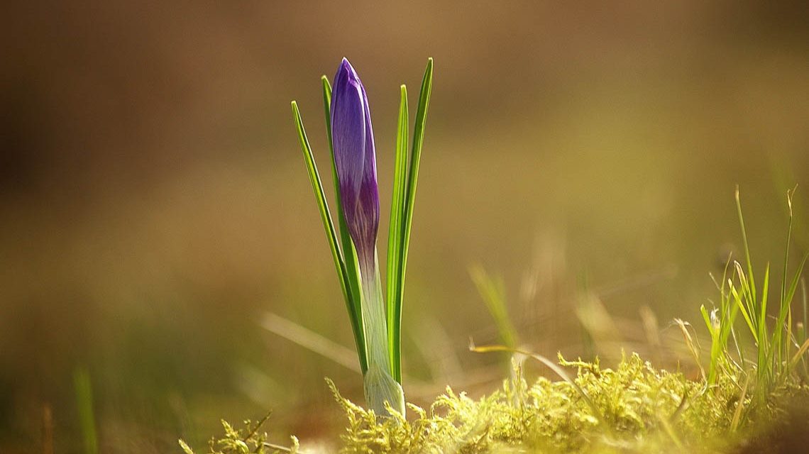 Frühlinsbote - Krokusse
