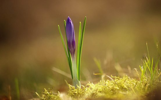 Frühlinsbote - Krokusse