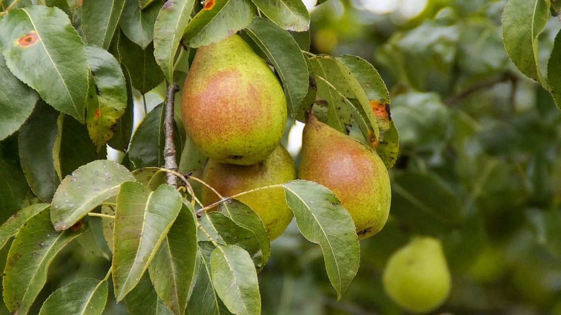 Birnen kurz vor der Ernte am Baum hängend. Leckweje!