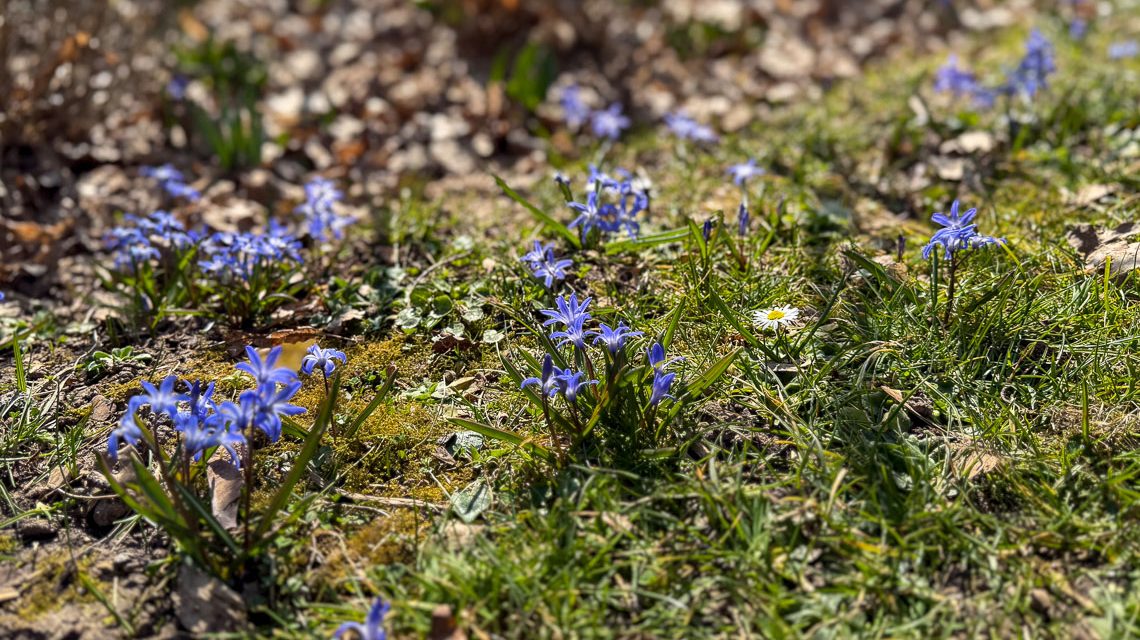 Frühlingserwachen im Kurpark Wiesbaden.