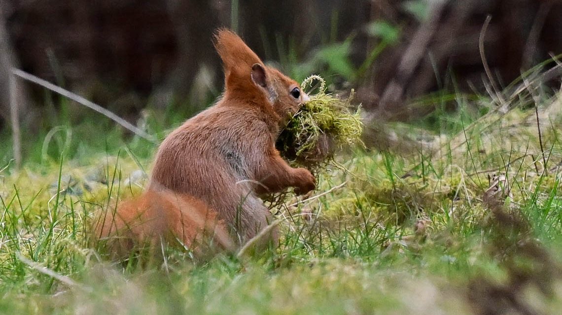 Nestbau, Eichhörnchen baut sich einen neuen Kobel: Hier beim Innenausbau.