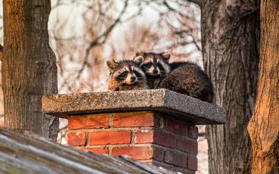 Zwei Waschbären in der Stadt.