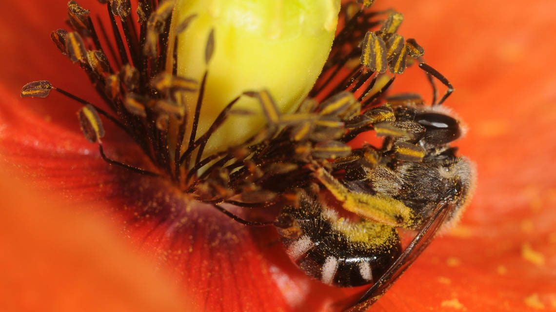 Eine Furchenwildbiene in Mohnblüte. Bienen können kein Rot wahrnehmen, dafür sehen sie Muster in der Mohnblüte, die für den Menschen nicht sichtbar sind. ©2025: Stefan Tischendorf
