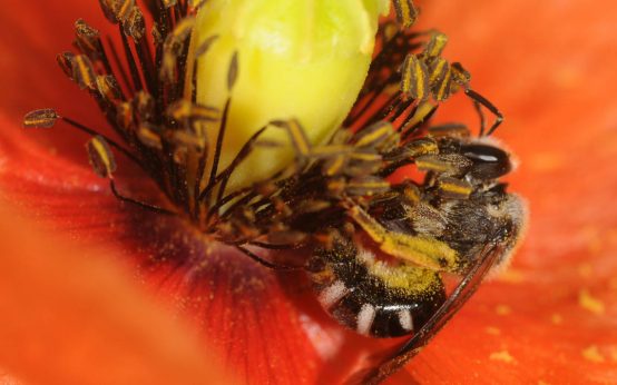 Eine Furchenwildbiene in Mohnblüte. Bienen können kein Rot wahrnehmen, dafür sehen sie Muster in der Mohnblüte, die für den Menschen nicht sichtbar sind. ©2025: Stefan Tischendorf