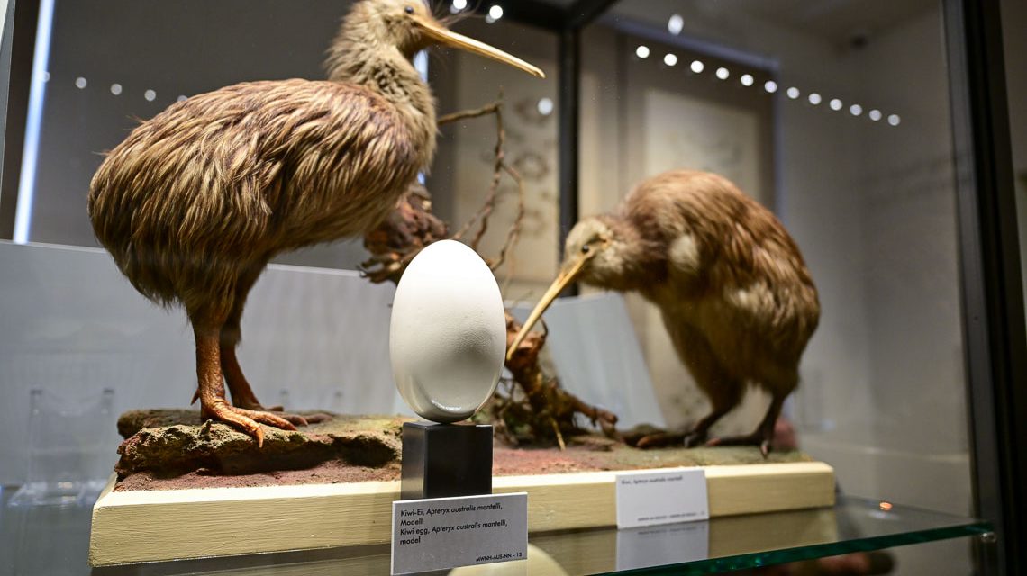 Oologische Studien - Der Ursprung liegt im Ei