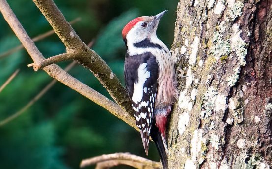 Vogelwelt im Stadtwald: der Mittelspecht zählt dazu.
