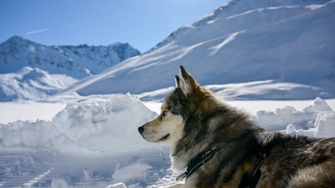 Pitztaler Gletscher, nicht nur Skifahrer mögen es. Ein Paradies für Spaziergänger ud Hundebesitzer.
