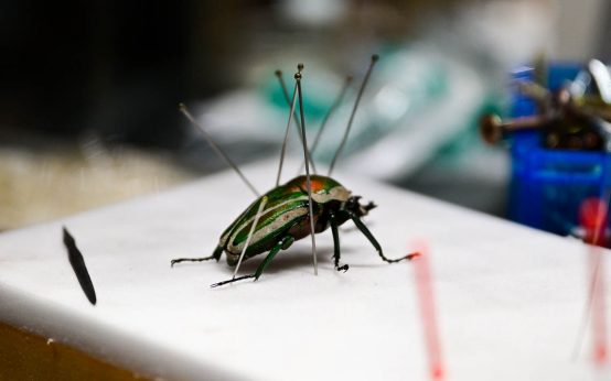 Präperierter Käfer im Museum Wiesbaden
