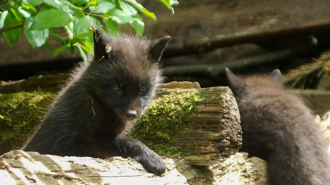 Fuchs-Glück in der Fasanerie – Acht Welpen wirbeln durchs Gehege