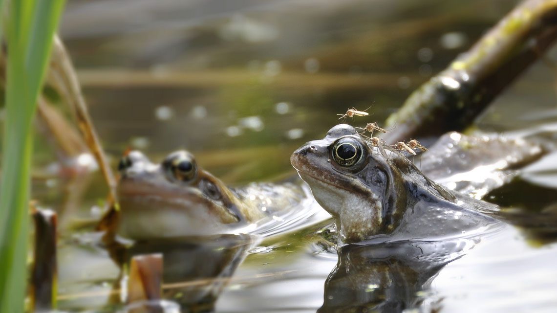 Stechmücke auf Frosch