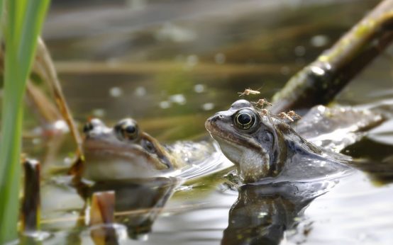 Stechmücke auf Frosch