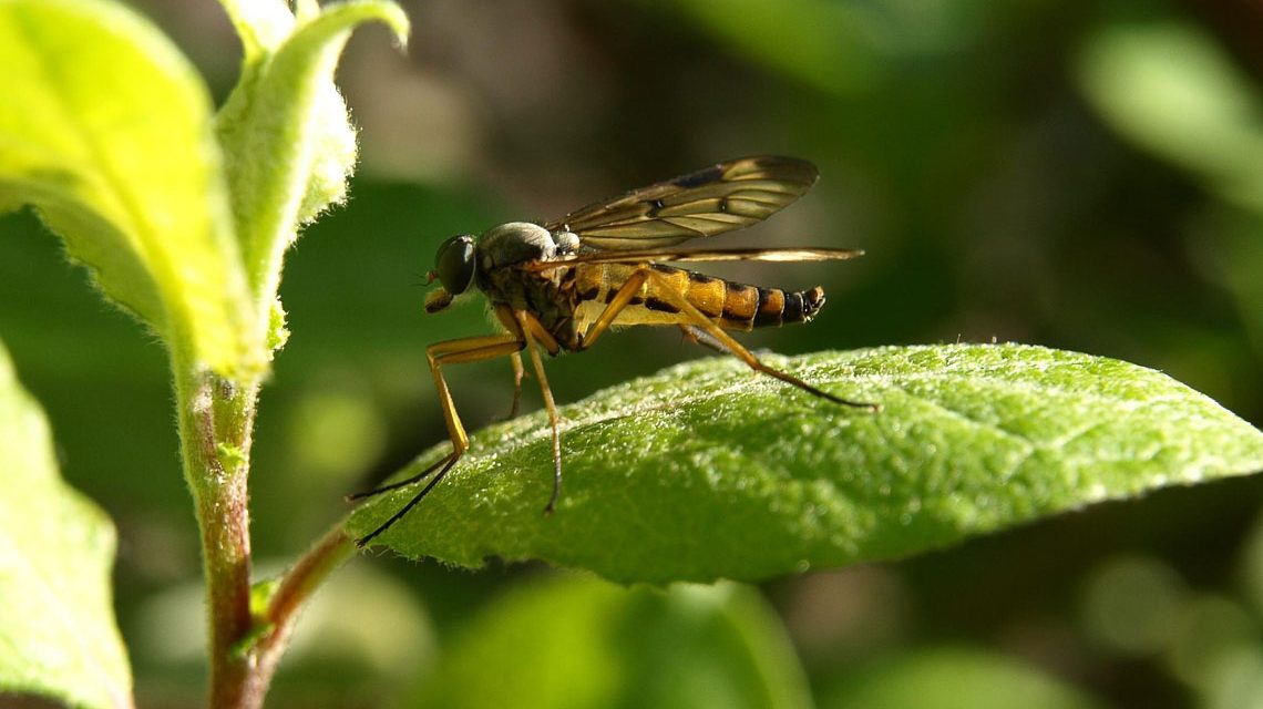 Stechmücke in der Natur.