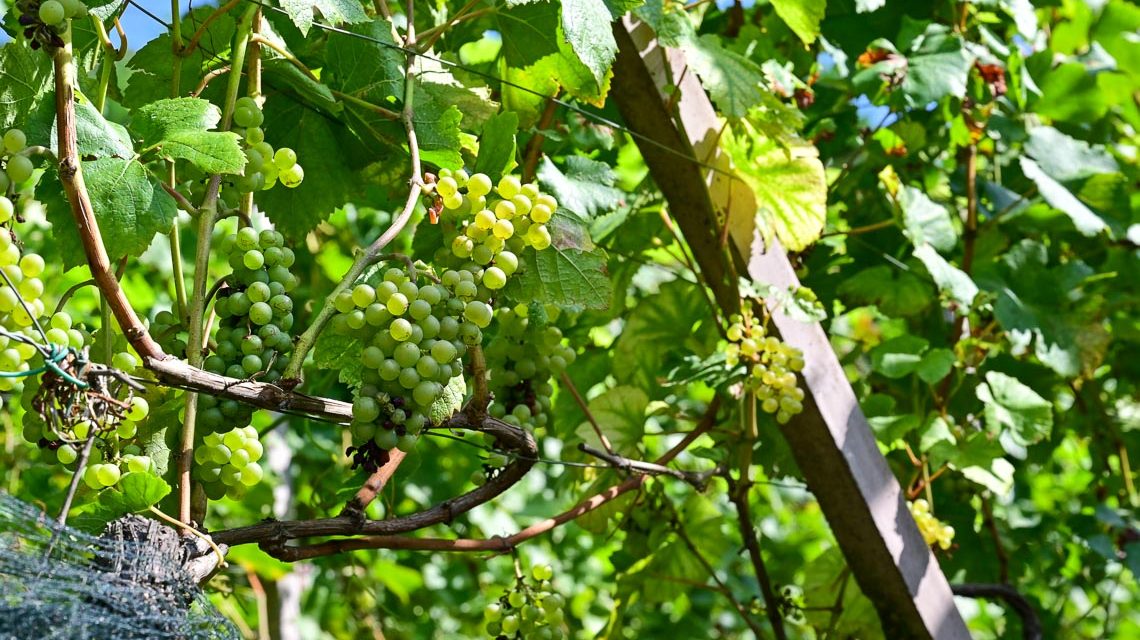 Weinberg, Neroberg, Wein vm Neroberg, Reben.