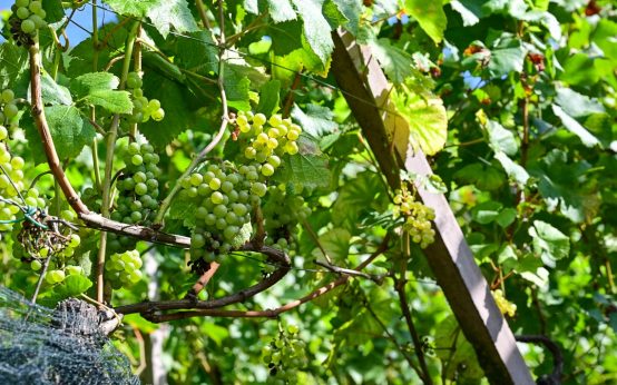 Weinberg, Neroberg, Wein vm Neroberg, Reben.