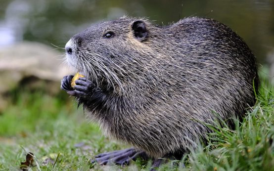 Bieber in der Fasanerie bei der Fütterung.