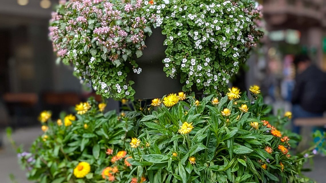 Farbige Akzente für die Innenstadt: Stadt installiert Blumenkugeln