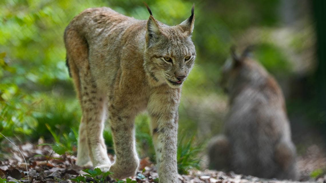 Luchs in der Fasanerie.
