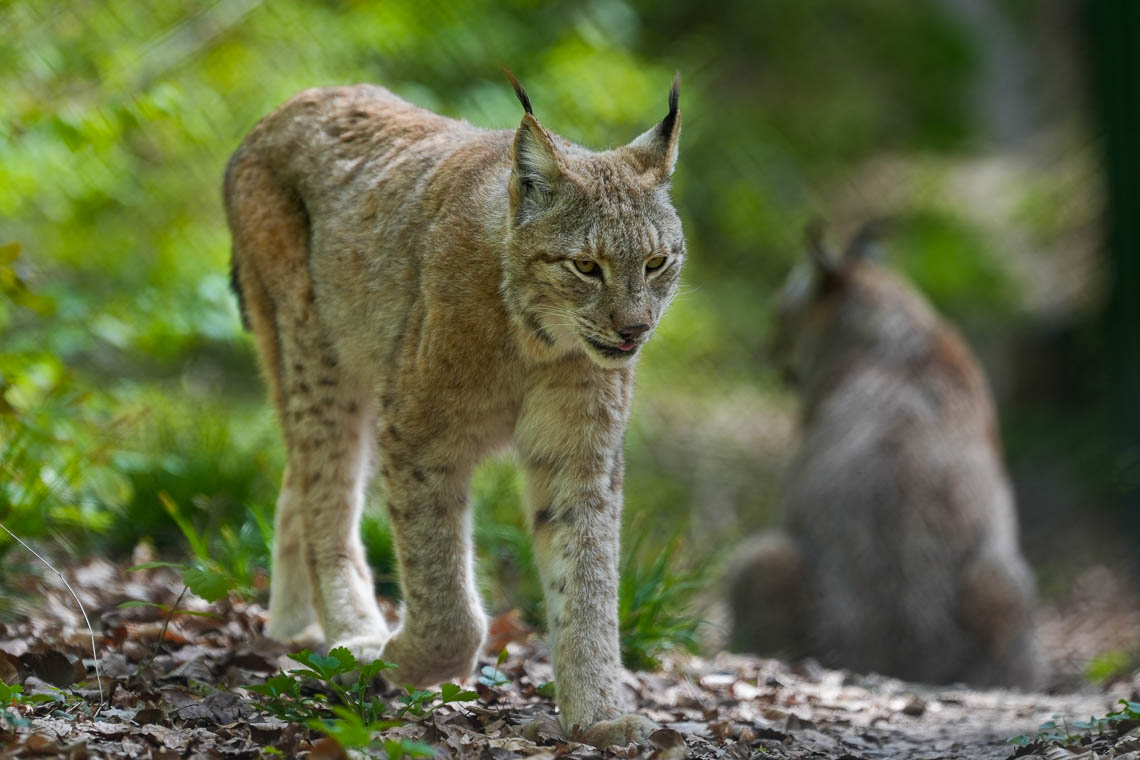 Fuchs-Luchs-und-Wildkatze-in-der-Fasanerie