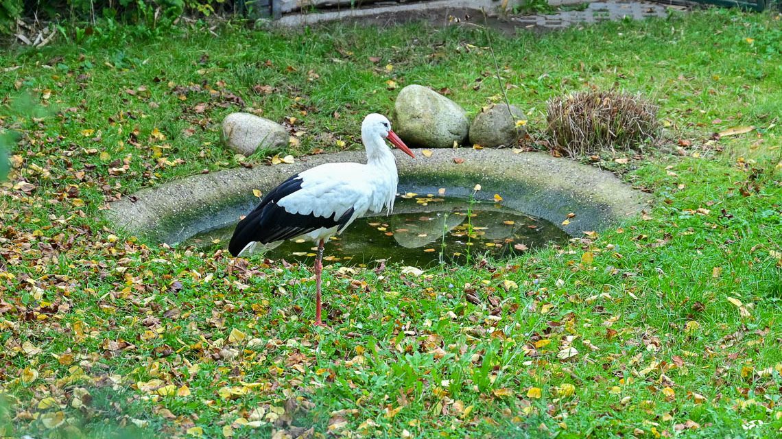 Storch in der Fasanerie.