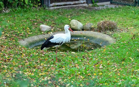 Storch in der Fasanerie.