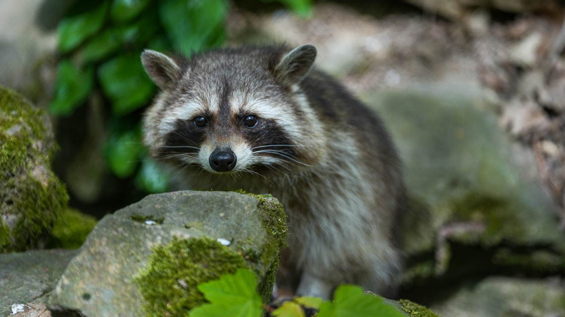 Waschbär im tier- und Pflanzenpark Fasanerie Wiesbaden