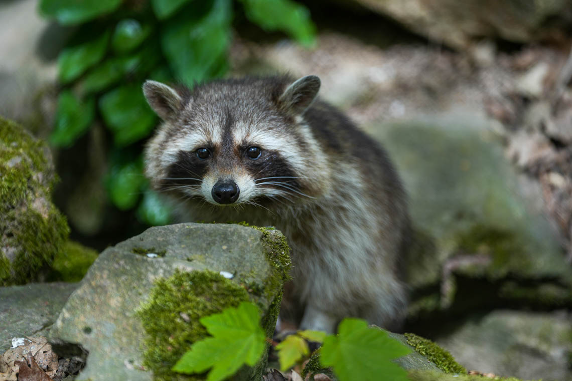 Tiere-im-Winter-in-der-Fasanerie