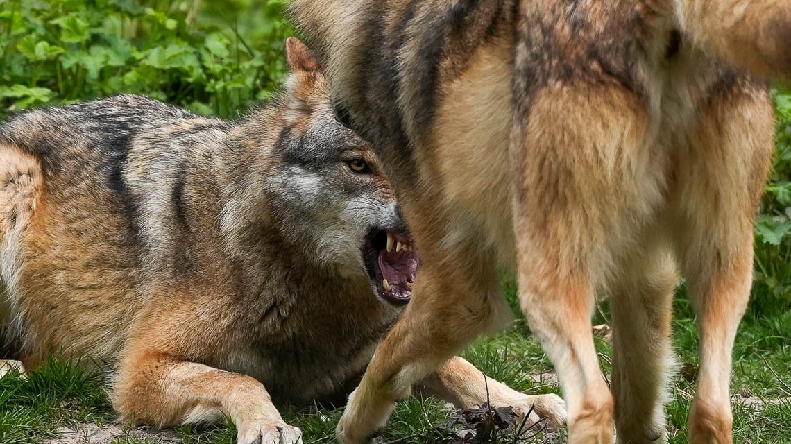 Wölfe im Wolfsgehege: Die Tierpatenschaft für einen eurasischen Wolf kostet 400 Euro im Jahr.