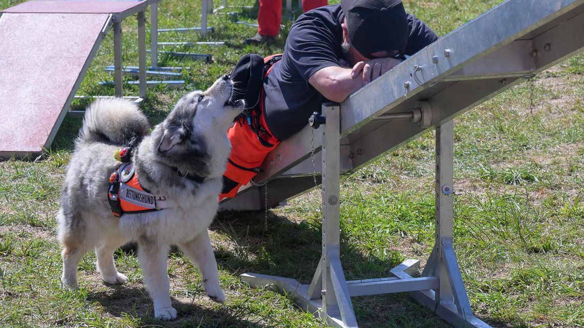 BRH Rettungshunde Rhein-Main e.V. : Rettungshund hat die vermisste Person gefunden und zeigt dieses an.