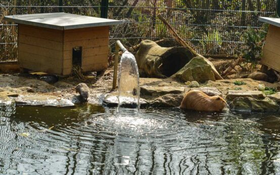 Fischotter und Bieber in der Fasanerie.