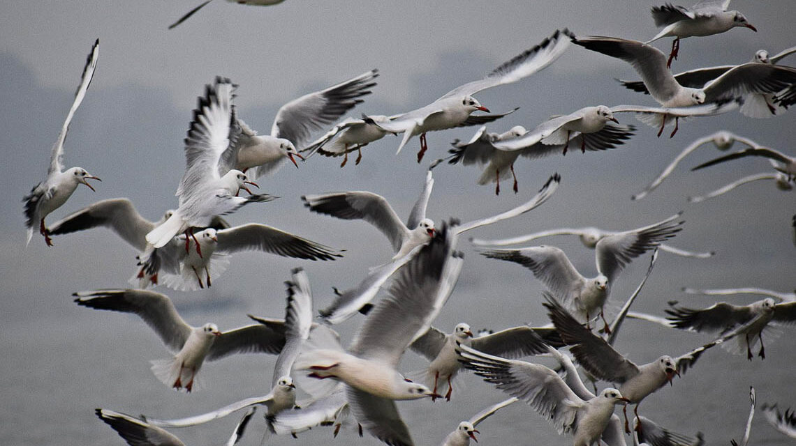 Vogelschwarm in der Luft