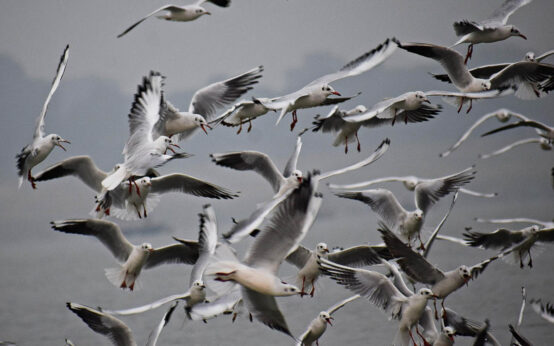 Vogelschwarm in der Luft