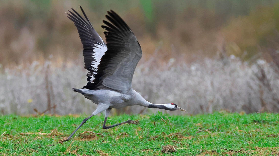 Wildvogel beim Start