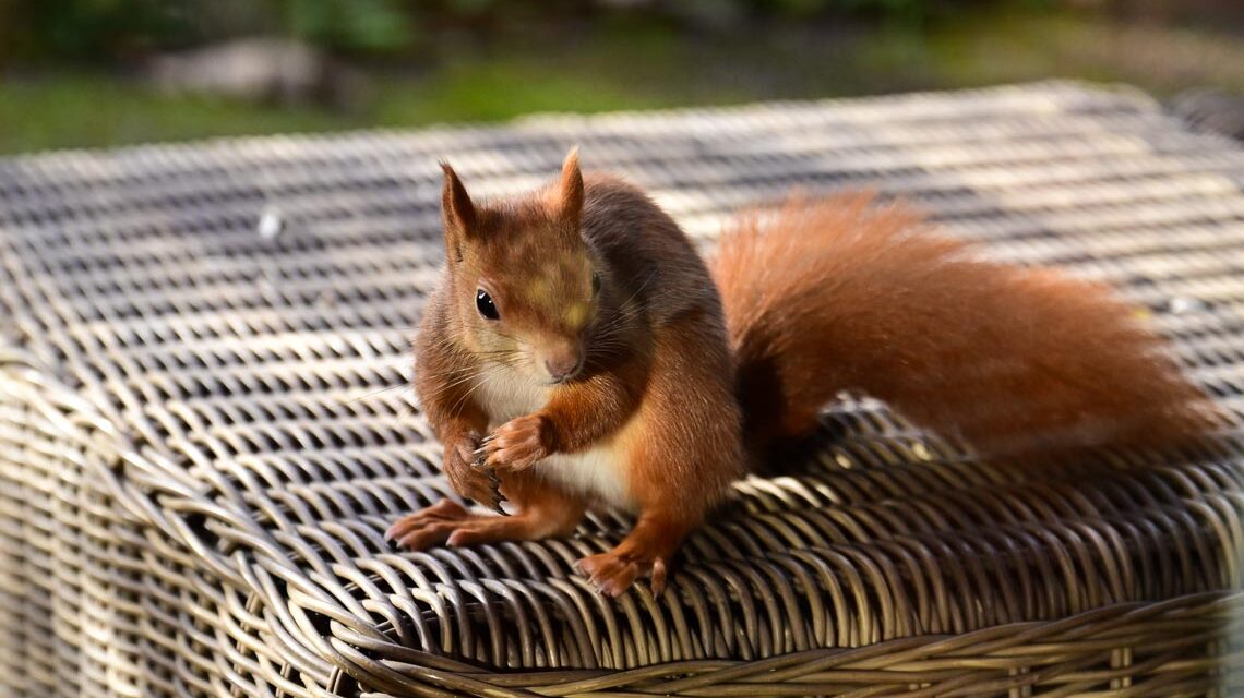 Wintervorräte und buschige Schwänze: Kinder entdecken Eichhörnchen