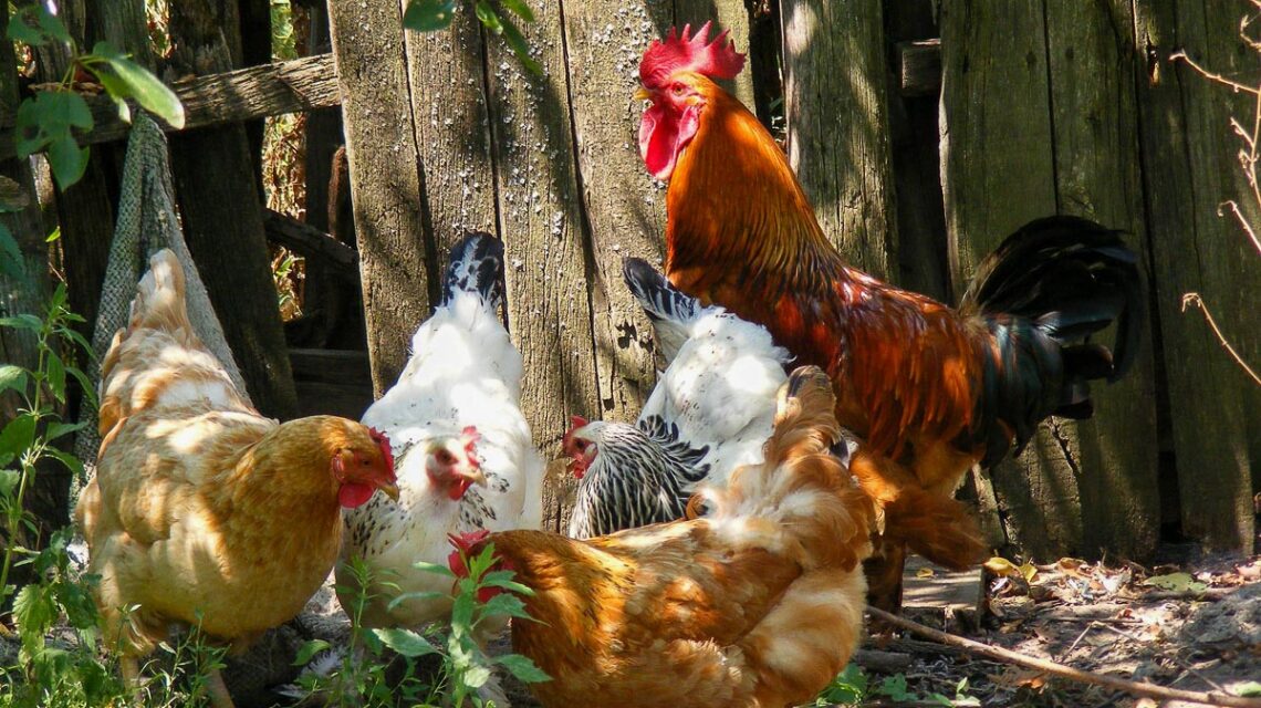 Hühner im Außenstall, freilaufend.