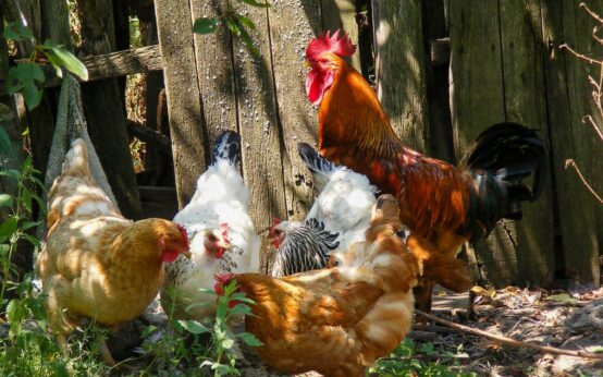 Hühner im Außenstall, freilaufend.