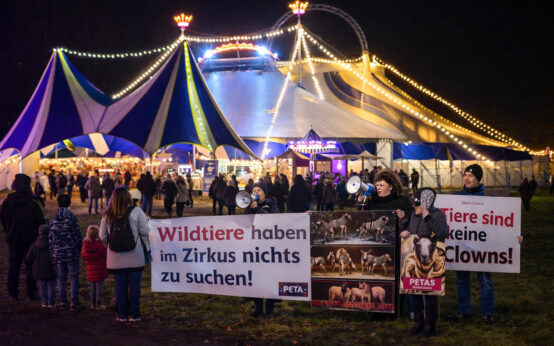 Lichter, Manege, Debatte: Der Wiesbadener Weihnachtscircus steht zwischen Protest und Applaus.