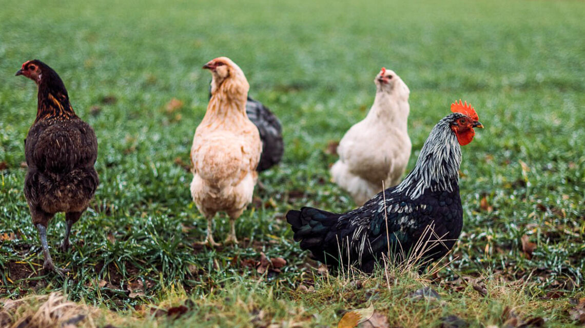 Geflügelpest: Kleine Bestände dürfen wieder ins Freie // Excerpt anzeigen Seit Sonntag, 14. Dezember, darf Geflügel in Haltungen bis zu 50 Tieren wieder aus dem Stall. Für größere Haltungen bleibt die Aufstallpflicht vorerst bestehen, um den Eintrag des Erregers in größere Bestände weiterhin zu verhindern.