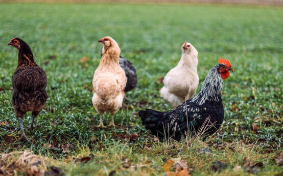 Geflügelpest: Kleine Bestände dürfen wieder ins Freie // Excerpt anzeigen Seit Sonntag, 14. Dezember, darf Geflügel in Haltungen bis zu 50 Tieren wieder aus dem Stall. Für größere Haltungen bleibt die Aufstallpflicht vorerst bestehen, um den Eintrag des Erregers in größere Bestände weiterhin zu verhindern.