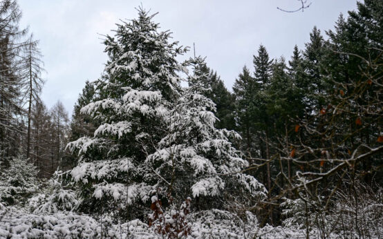 Blick über Wiesbaden vom Neroberg: Zwischen Wald, Tempel und Wein zeigt sich die Stadt von ihrer entspannten Seite.