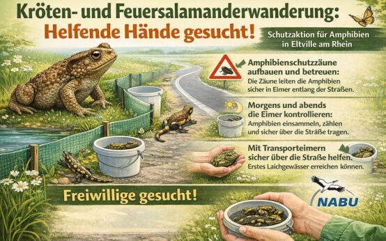 Ein Feuersalamander auf nächtlicher Wanderung – dank ehrenamtlicher Helfer erreicht er sicher sein Laichgewässer.