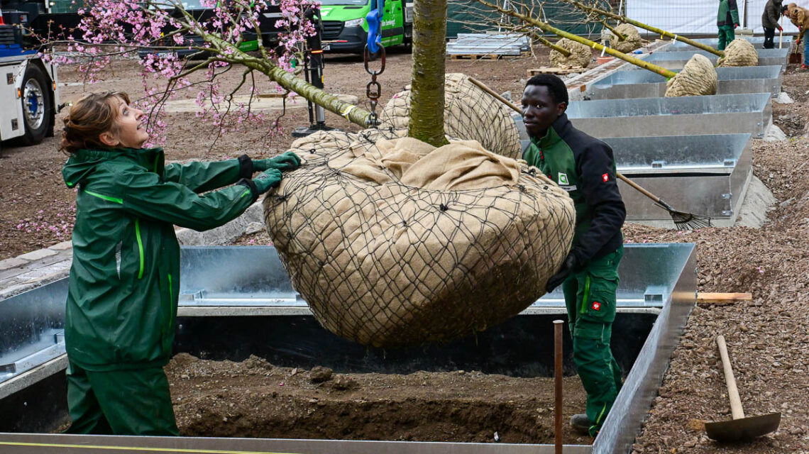 Neue Bäume für den Schlossplatz